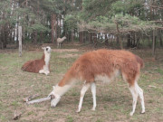 Karge Weide: Lamas zwischen Neppermin und Pudagla.