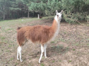 Usedomer Hinterland: Lamas auf einer Weide bei Neppermin.