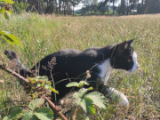 Muse? Maskottchen Igor in seinem Jagdrevier hinter den Steinbock-Ferienwohnungen.