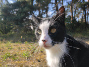 Geniet den Ausflug: Maskottchen der Steinbock-Ferienwohnungen, Kater Igor.