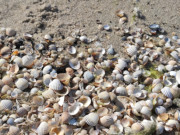 Muscheln im Strandsand: Ostseestrand der Usedomer Inselmitte.