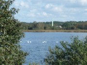 Schwne auf dem Cmmerer See: Der Norden der Insel Usedom.