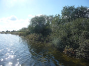 Cmmerer See bei Peenemnde: Am Deichweg entlang des Peenestroms.