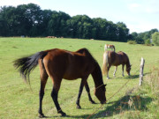 Pferdekoppel am Schmollensee: Landschaft bei Sellin.