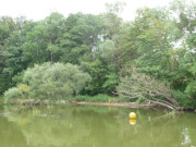 Biotop Peenestrom: Uferbume nahe der Eisenbahnhubbrcke.