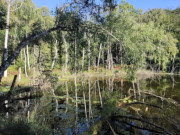 Waldsee "Schwarzes Herz" am Zerninmoor: Idyllisches Biotop.