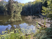 Naturpark Insel Usedom: Waldsee "Schwarzes Herz" bei Korswandt.