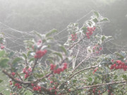 Verwunschen: Ein strahlender Sonnentag beginnt mit Nebel.