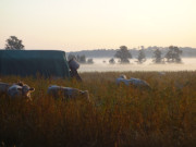 Hinter den Steinbock-Ferienwohngen: Rinderweide im Morgennebel.