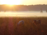 Zauberhafte Morgenstimmung: Hinter den Steinbock-Ferienwohngen.