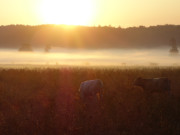 Ein Urlaubstag auf Usedom beginnt: Morgennebel zwischen Klpinsee und Stubbenfelde.