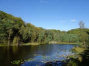 Waldsee am Langen Berg: Mmmelkensee im Kstenwald.