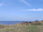Halbinsel Cosim: Weide unmittelbar am Achterwasser.
