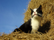 Witterung aufnehmen: Kater Igor schnuppert Landluft.