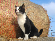 Weiter Blick zum Achterwasser: Kater Igor geht "Gassi".