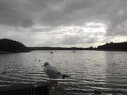 Unter dunklen Wolken: Mwe auf dem Steg, Tretboote auf dem Klpinsee.