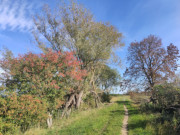 Farben des Herbstes: Wanderweg um die Nordspitze des Lieper Winkels.