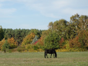 Wunderbare Herbstfarben auf Usedom: Weideland zwischen Zempin und Zinnowitz.