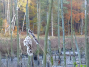 Herbst im Zerninmoor: Es wird einsam im Haffland Usedoms.