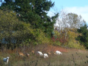 Romantisches Hinterland der Insel Usedom: Schafe am Schmollensee.