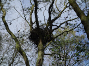 Naturpark Insel Usedom: Adlerhorst am Gothensee.