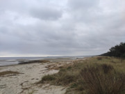 Blick nach Karlshagen: "Rasierter" Schilfgrtel an der Ostsee.