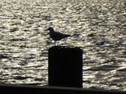 Ein Hauch von Licht: Mwe auf einem Pfahl am Hafen.