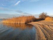 Farben des Winters: Schilf am Achterwasser im letzten Sonnenlicht.