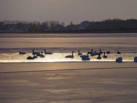 Konker Berg bei Pudagla: Singschwne auf dem winterlichen Achterwasser.