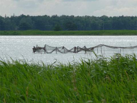 Reuse im Achterwasser: Traditionell ist dieses Gewsser fr den Fischfang auf Usedom wichtig.