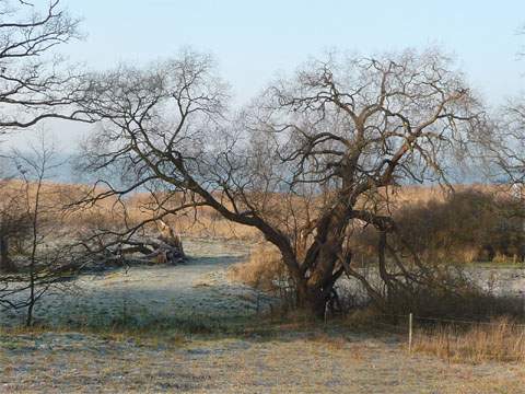 Auch im Winter unbedingt einen Besuch wert: Loddiner Hft am Achterwasser.