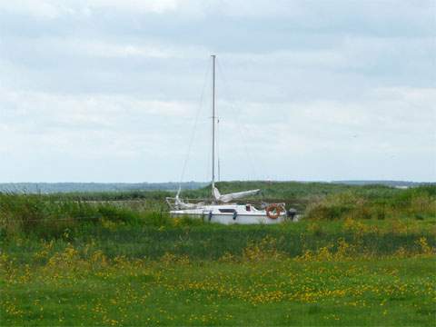 Segeln in einem Meer von Lwenzahn: Ein Segelboot "bettet" sich zur Nachtruhe.