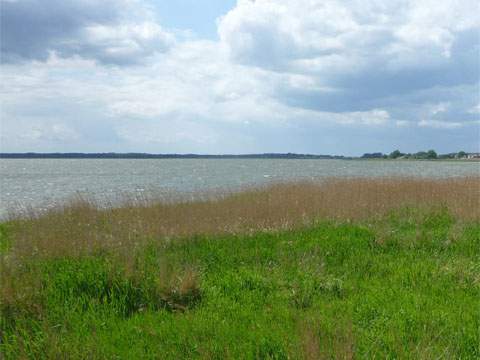 Neues Schilf am Achterwasser an der ausgedehnten Wiesenlandschaft bei ckeritz.