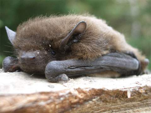Verschlafen: Eine Fledermaus erwacht aus ihrem Winterschlaf.