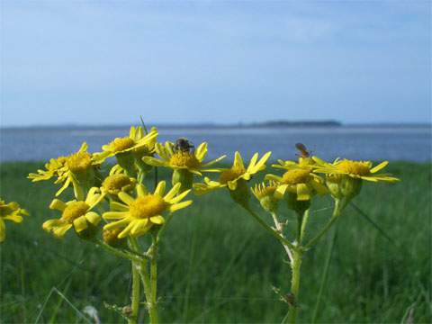 Blüten vor dem Greifswalder Bodden: Im Hintergrund ist die Insel Ruden zu erkennen.