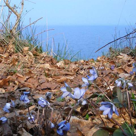 Frhlingserwachen an der Ostsee: Leberblmchen auf der Steilkste Usedoms.