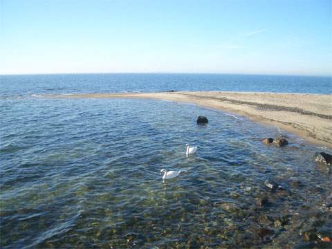 Paradies Greifswalder Oie: Nach intensiver militrischer Nutzung ist die Oie heute Vogelschutzgebiet.