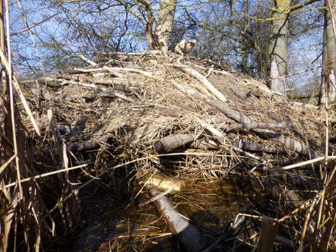 Zwischen Westklne und Karnin: Biberburg am Stettiner Haff.