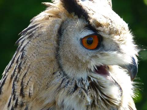 Falknerei in Stolpe: Greifvgel aus nchster Nhe.