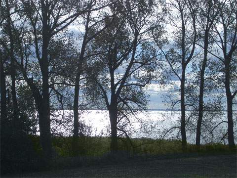 Schattenriss: Baumkulisse vor dem Oderhaff bei Neverow auf der Insel Usedom.