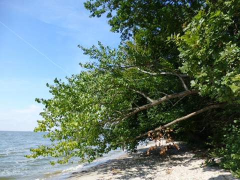 Sandstrand am Stettiner Haff: Zwischen Neverow und Kamminke.