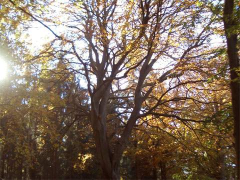 Im Herbst ein schnes Erlebnis: Naturlehrpfad rund um den Wockninsee bei ckeritz.