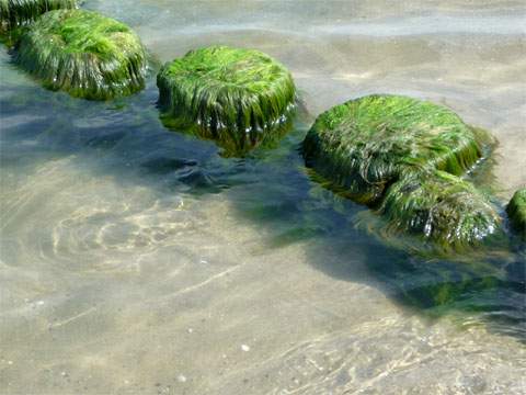 Fr ein unbeschwertes Badevergngen wie geschaffen: Klares Ostseewasser.