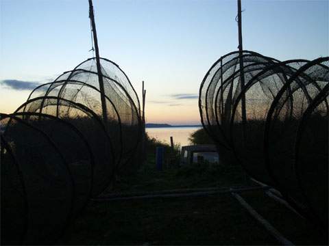 Reusentrocknen am kleinen Peenestrom-Hafen Warthe auf dem Lieper Winkel Usedoms.