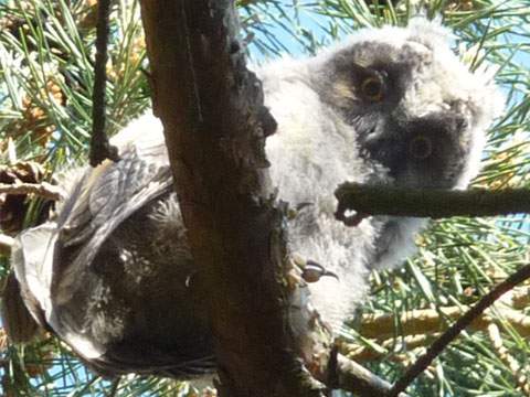 Naturpark Usedom: Direkt hinter den Steinbock-Ferienwohnungen erwarten Kauz-Kcken ihre Eltern.