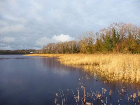 Usedom — ein Wintererlebnis: Warme Farbe des Schilfes am Kölpinsee.