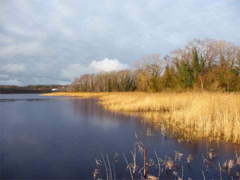 Usedom — ein Wintererlebnis: Warme Farbe des Schilfes am Klpinsee.