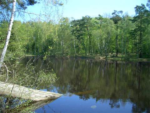 Zwischen Wolgastsee und Zerninmoor: Der kleine Waldsee "Schwarzes Herz" auf Usedom.