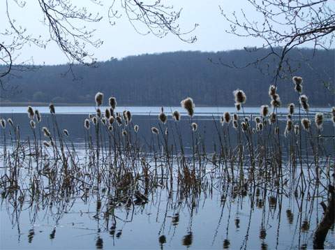 Kolbenschilf: Der wunderbar im Wald gelegene Wolgastsee bei Korswandt.