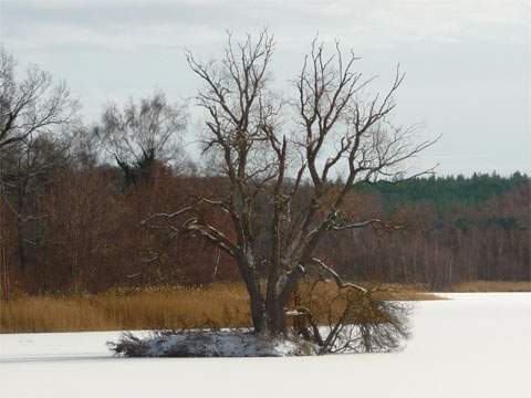 Karge Winterlandschaft mit beachtlichem Reiz: Die Schwaneninsel im Kölpinsee.